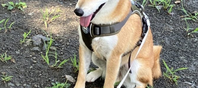 夏もそろそろ終わりかな 夏もそろそろ終わりかな