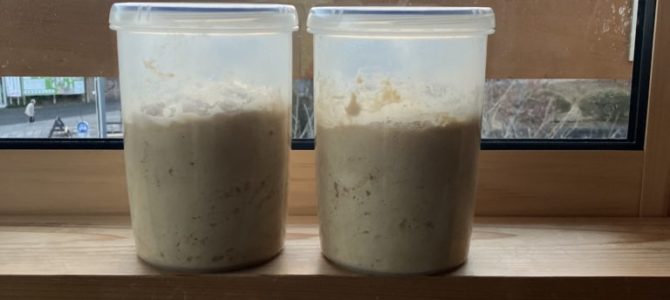 レーズン酵母 レーズン酵母