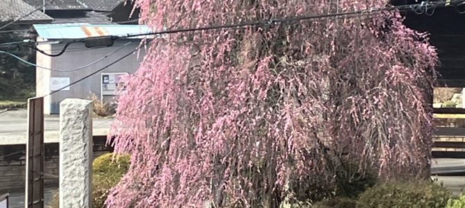 枝垂れ梅 枝垂れ梅
