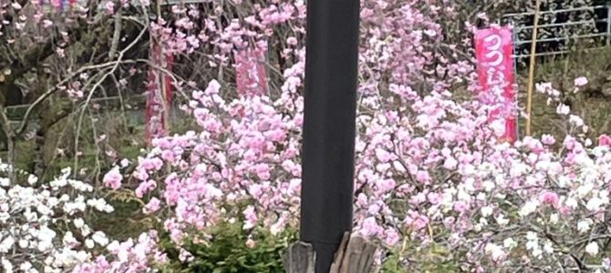 シジュウカラ シジュウカラ