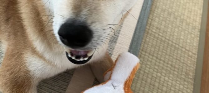 おもちゃ おもちゃ