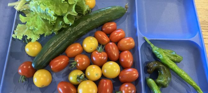 今日の収穫 今日の収穫