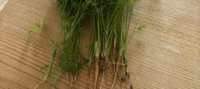 人参の間引き 人参の間引き